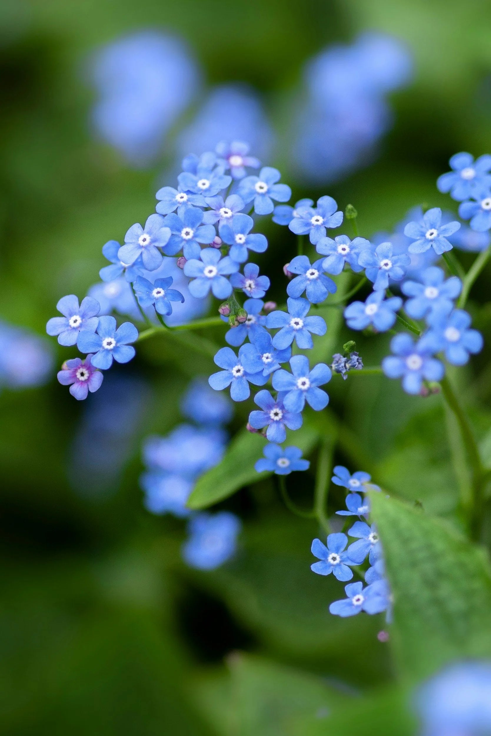 Chinese Forget-Me-Not Seeds Cynoglossum amabile for Planting in Flower Bed and Window Boxes