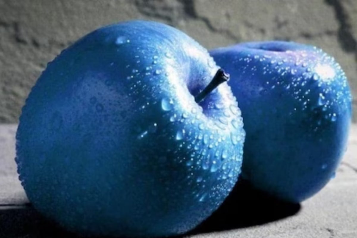 Blue Apple Fruit Seeds - Planting Guide for Success