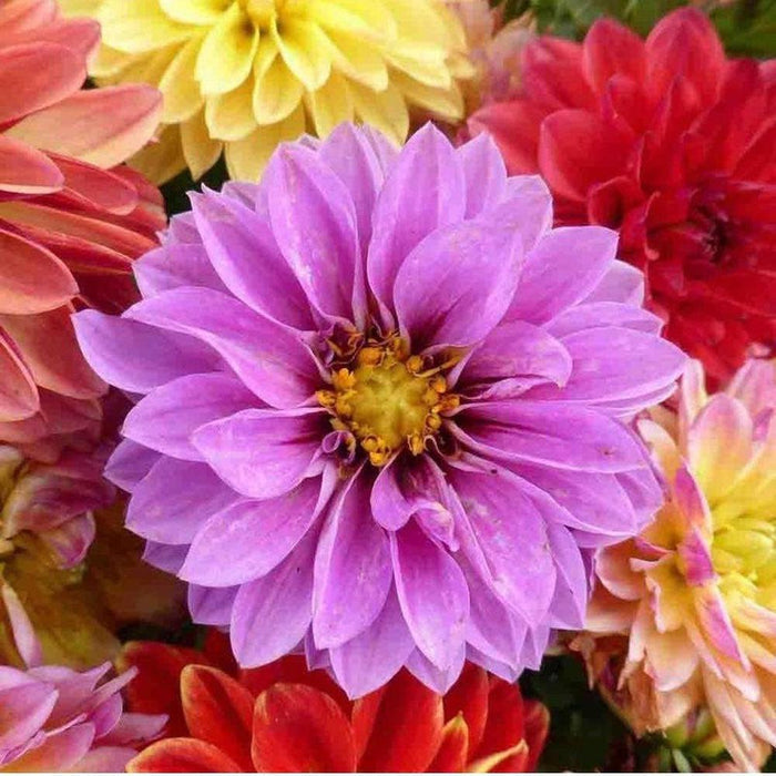 Unwin Bedding Flower Mix Seeds for Vibrant Flower Beds