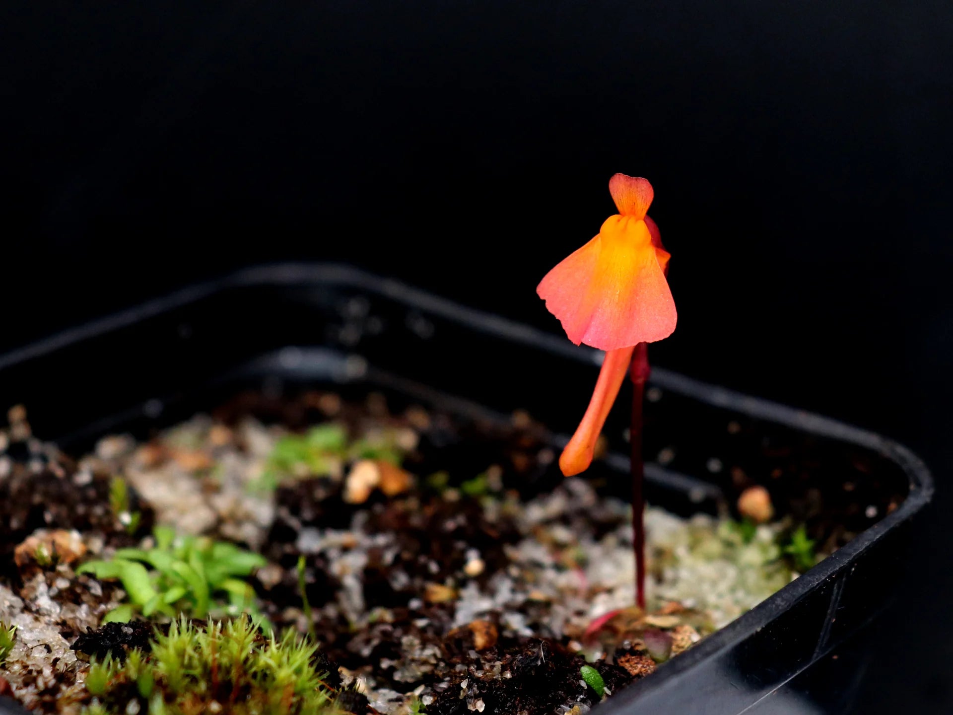 Utricularia Orange Flower Seeds - Easy Planting Guide