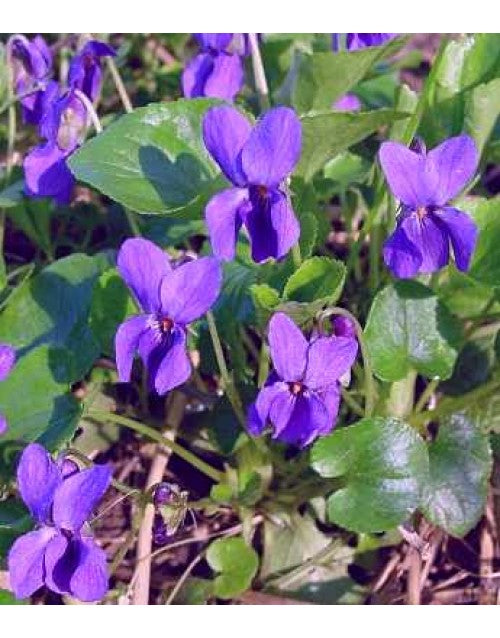 Viola Odorata Flower seeds for Planting - Vibrant Colors, Heirloom & GMO Free Seeds for Home Garden
