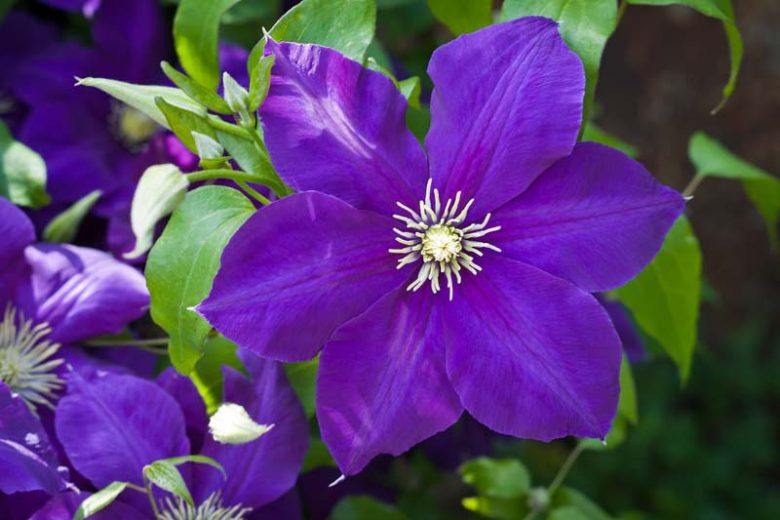 Purple Clematis Flower seeds blooming in flower beds, containers, borders, and pollinator-friendly gardens