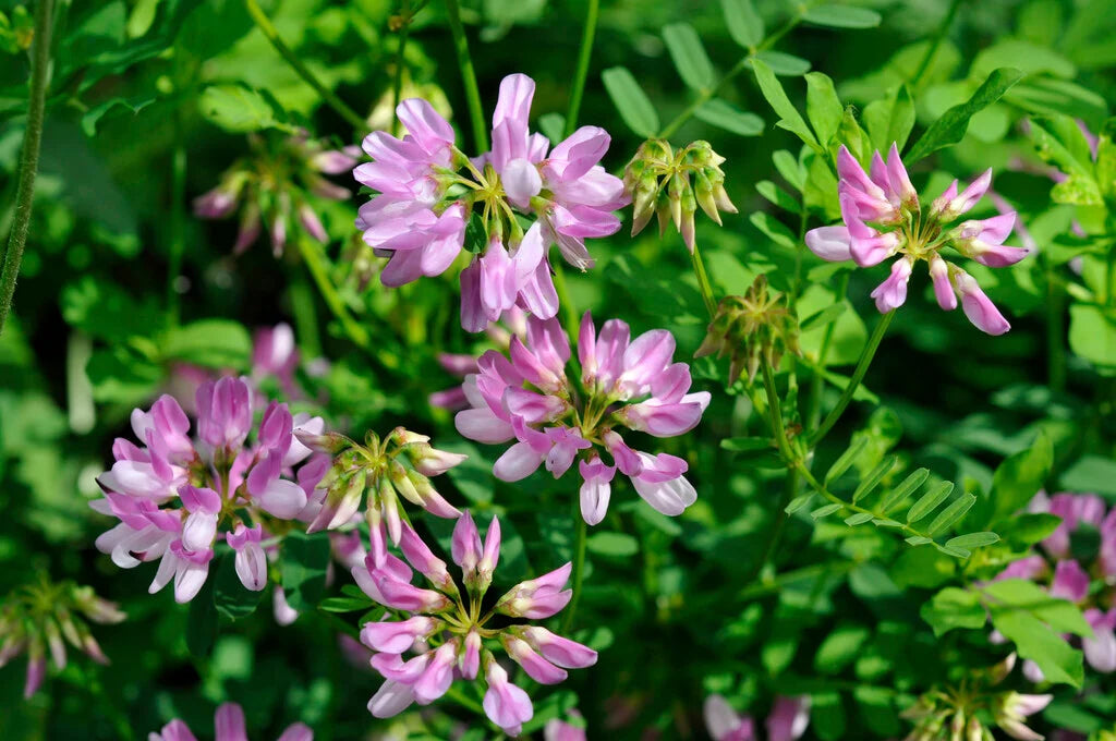 Pink Coronilla Flower seeds for Planting - Colorful Display, Heirloom & GMO Free Seeds for Home Garden