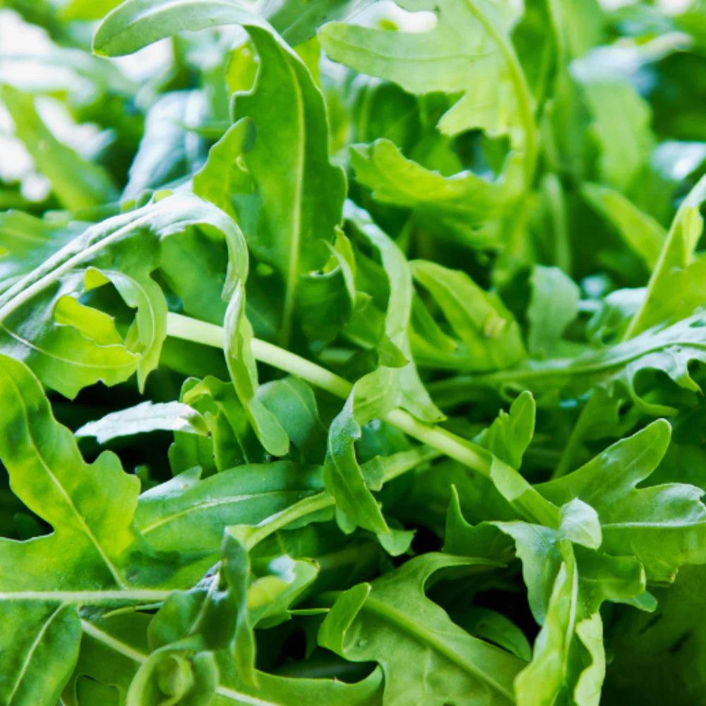 Rocket Flower seeds for Planting - Bright Blooms, Heirloom & GMO Free Seeds for Home Garden