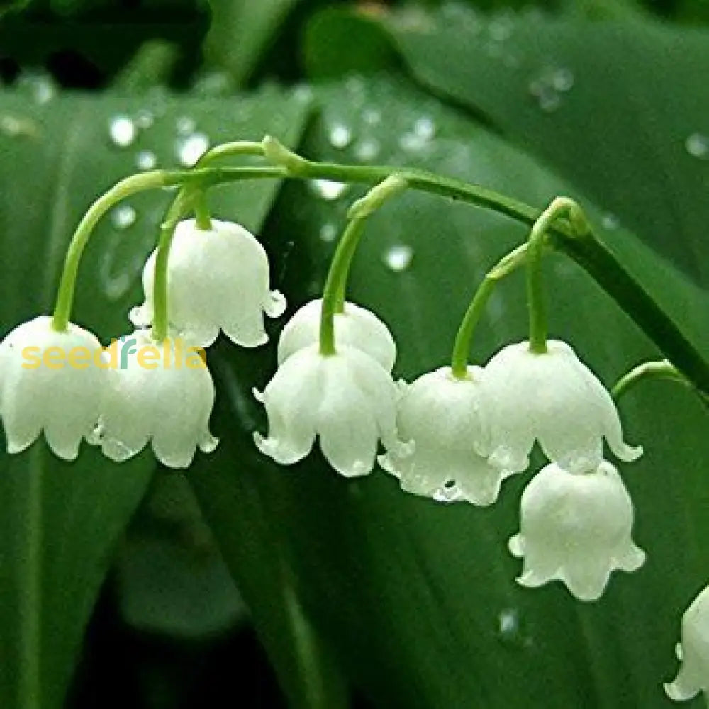 Valley Flower White Planting Seeds: Premium Seeds