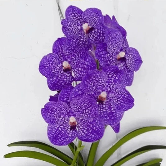 Violet Vanda Orchid Flower seeds for Planting - Vibrant Colors, Heirloom & GMO Free Seeds for Home Garden