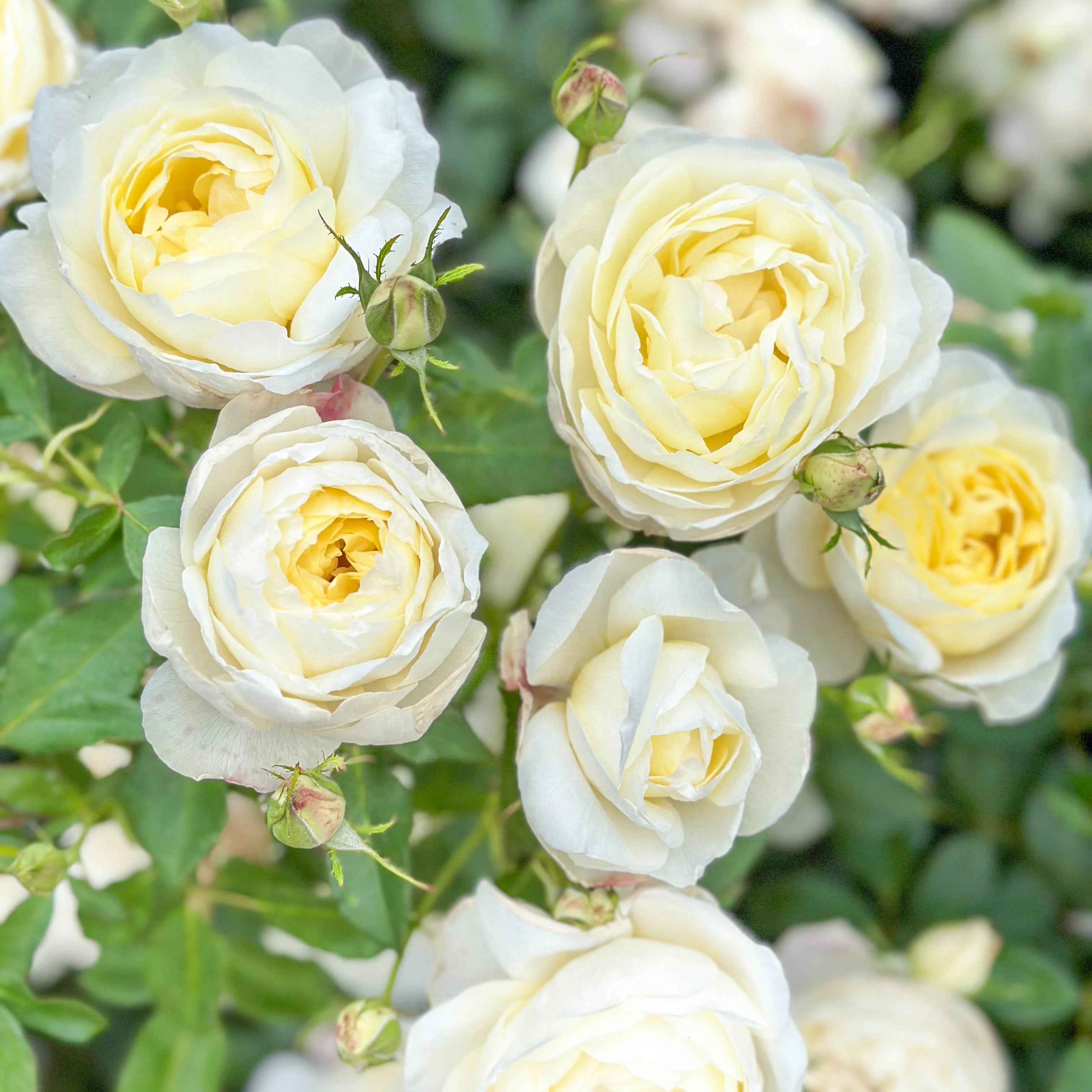 White Yellow Rose Flower seeds for Planting - Low Maintenance, Heirloom & GMO Free Seeds for Home Garden