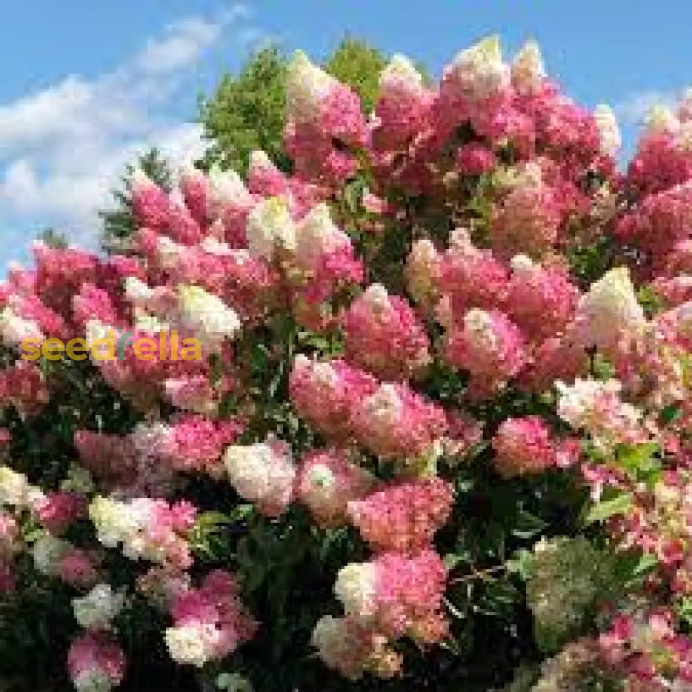 Vanilla Strawberry Hydrangea Seeds For Planting - Beautiful Blooms Your Garden Flower