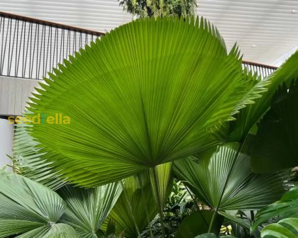Vanuatu Palm Tree Seeds: Grow Your Own Tropical Paradise Essential Planting Instructions Seeds
