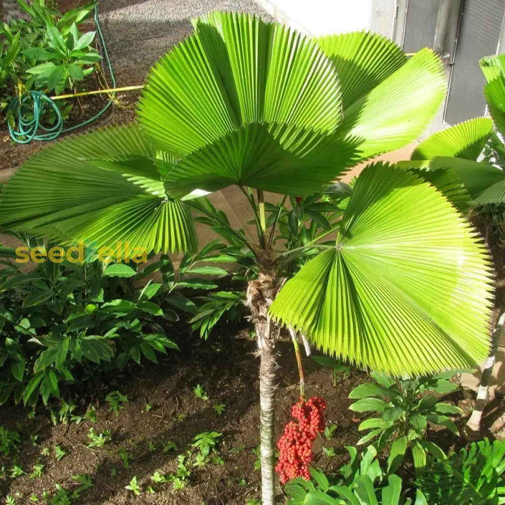 Vanuatu Palm Tree Seeds: Grow Your Own Tropical Paradise Essential Planting Instructions Seeds