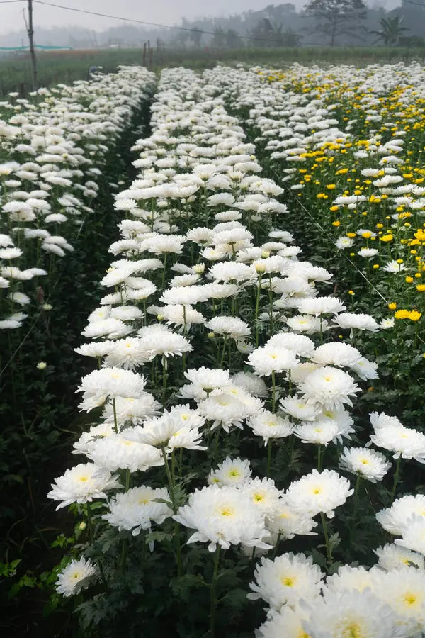 Chrysanthemum White Flower seeds for Planting - Premium Quality, Heirloom & GMO Free Seeds for Home Garden