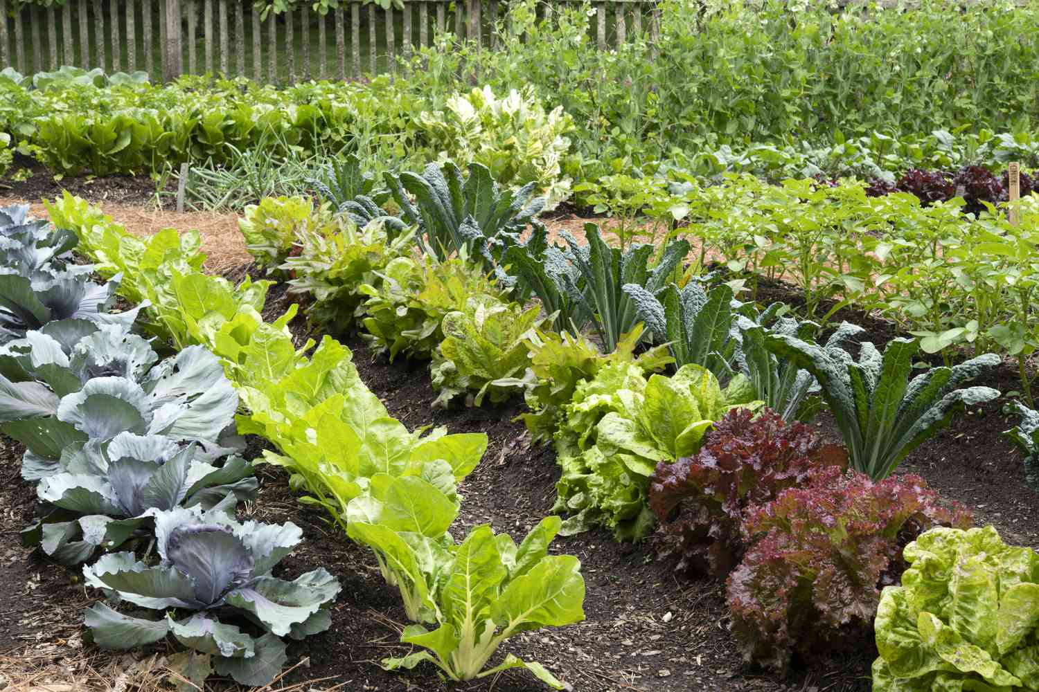 Mixed Hilli Vegetable Planting Seeds for Your Garden