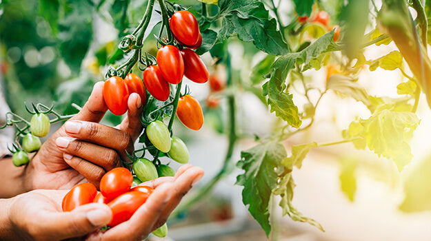 Heirloom Mexican Tomato seeds for vegetable garden planting