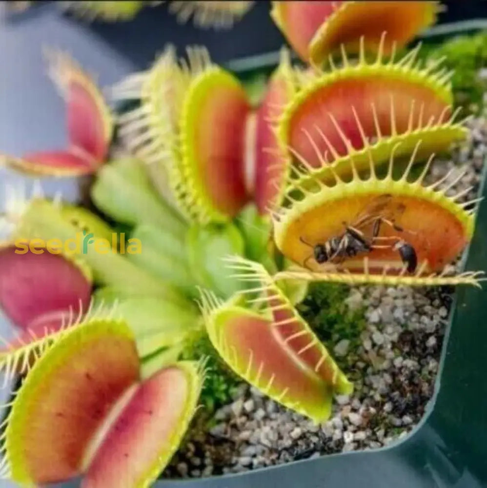 Venus Fly Trap Seeds For Planting Grow Your Own Carnivorous Plant Seeds