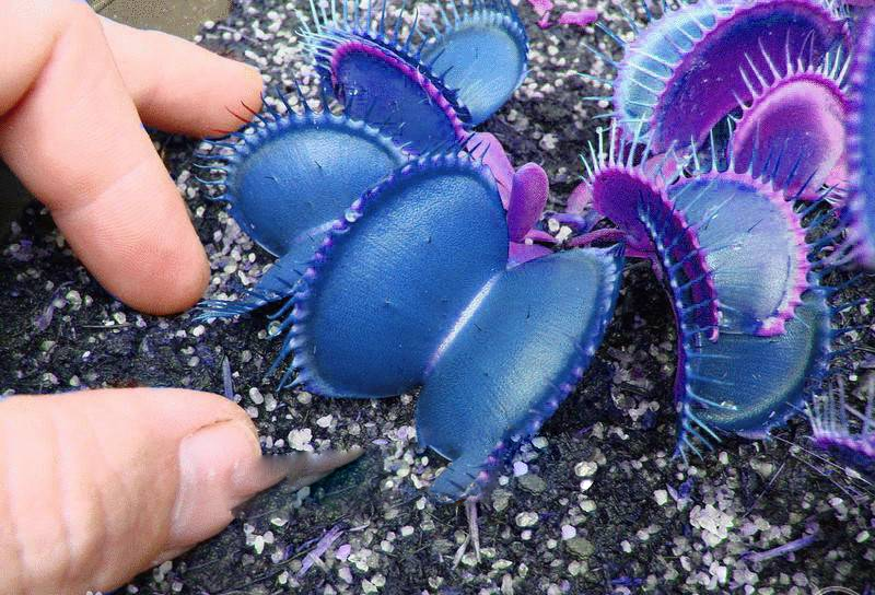 Blue green Venus Flytrap seeds germinating seedlings