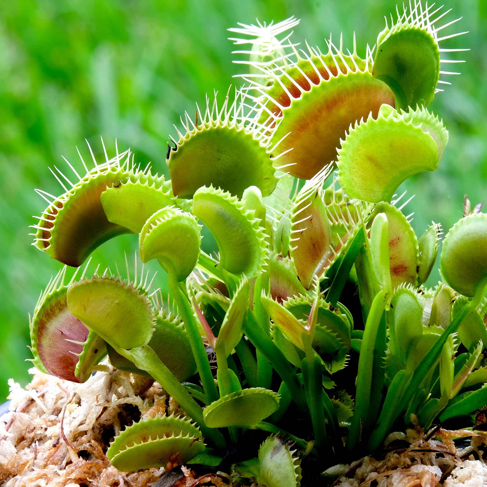 Venus Fly Trap Seeds For Planting - Mixed Carnivorous Plant Variety Seeds