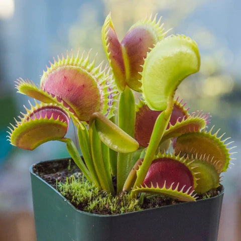 Mosquito Carnivorous Flower seeds for Planting - Sun Loving, Heirloom & GMO Free Seeds for Home Garden