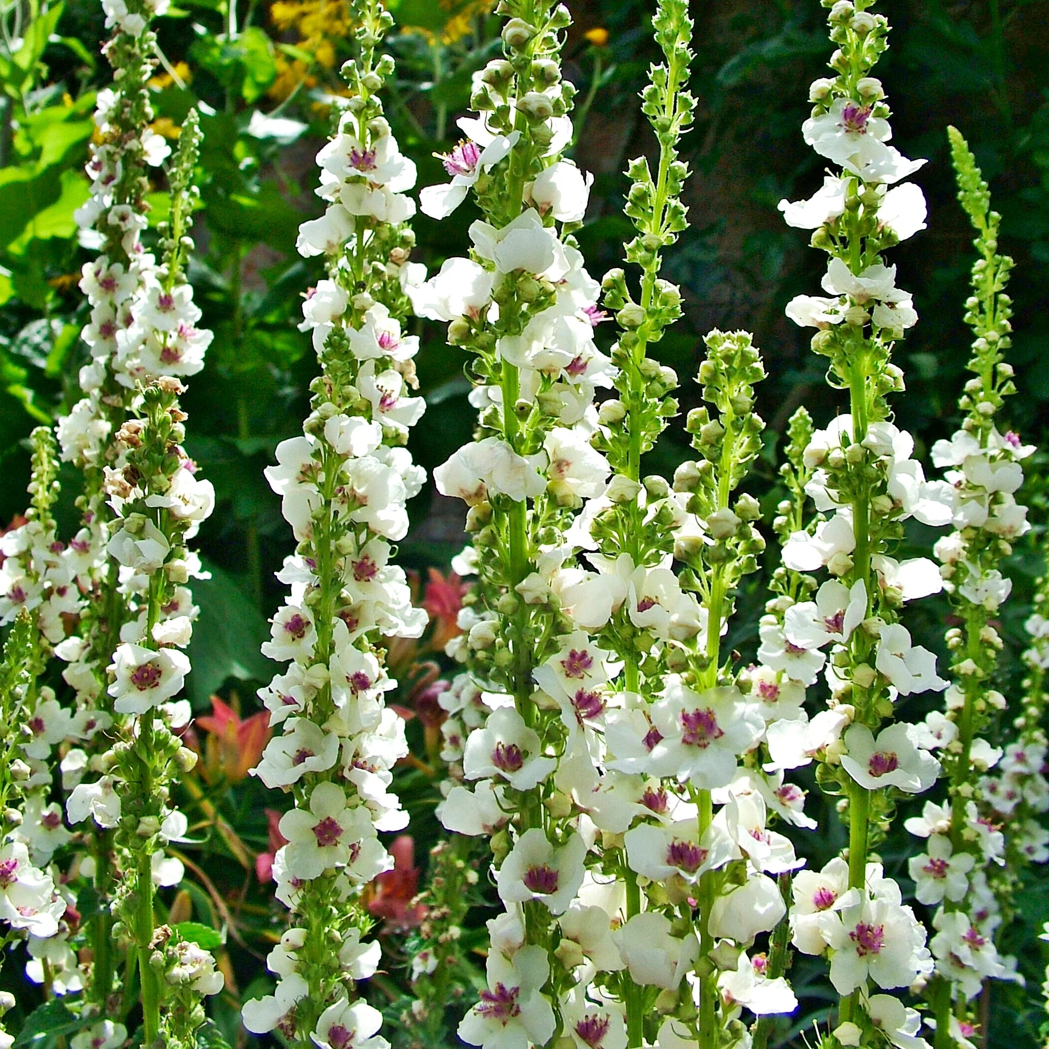 White Checkermallow Flower seeds for Planting - Long Bloom Season, Heirloom & GMO Free Seeds for Home Garden