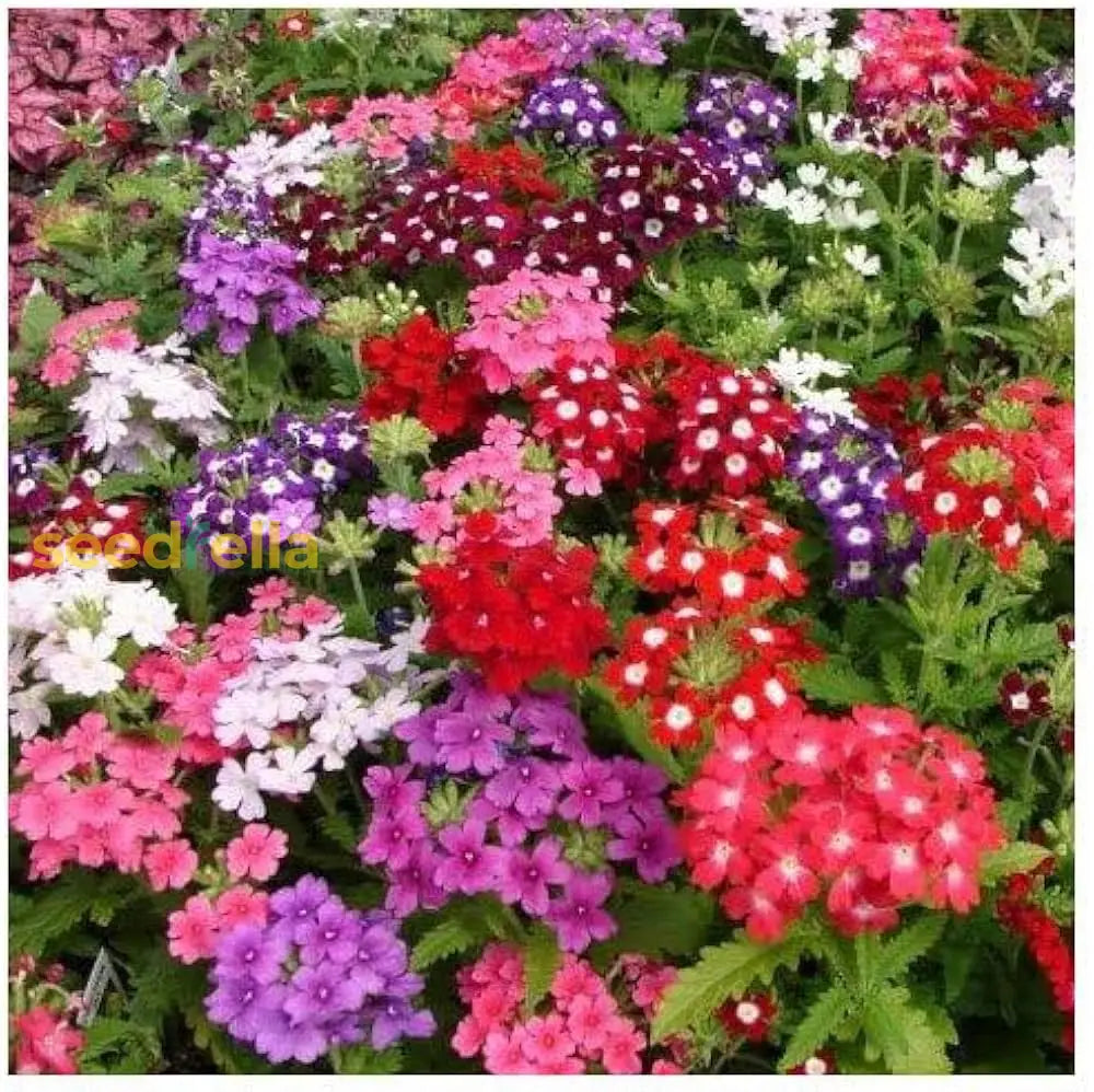 Verbena Dwarf Mix Flower Seeds For Planting Vibrant Annual Blooms