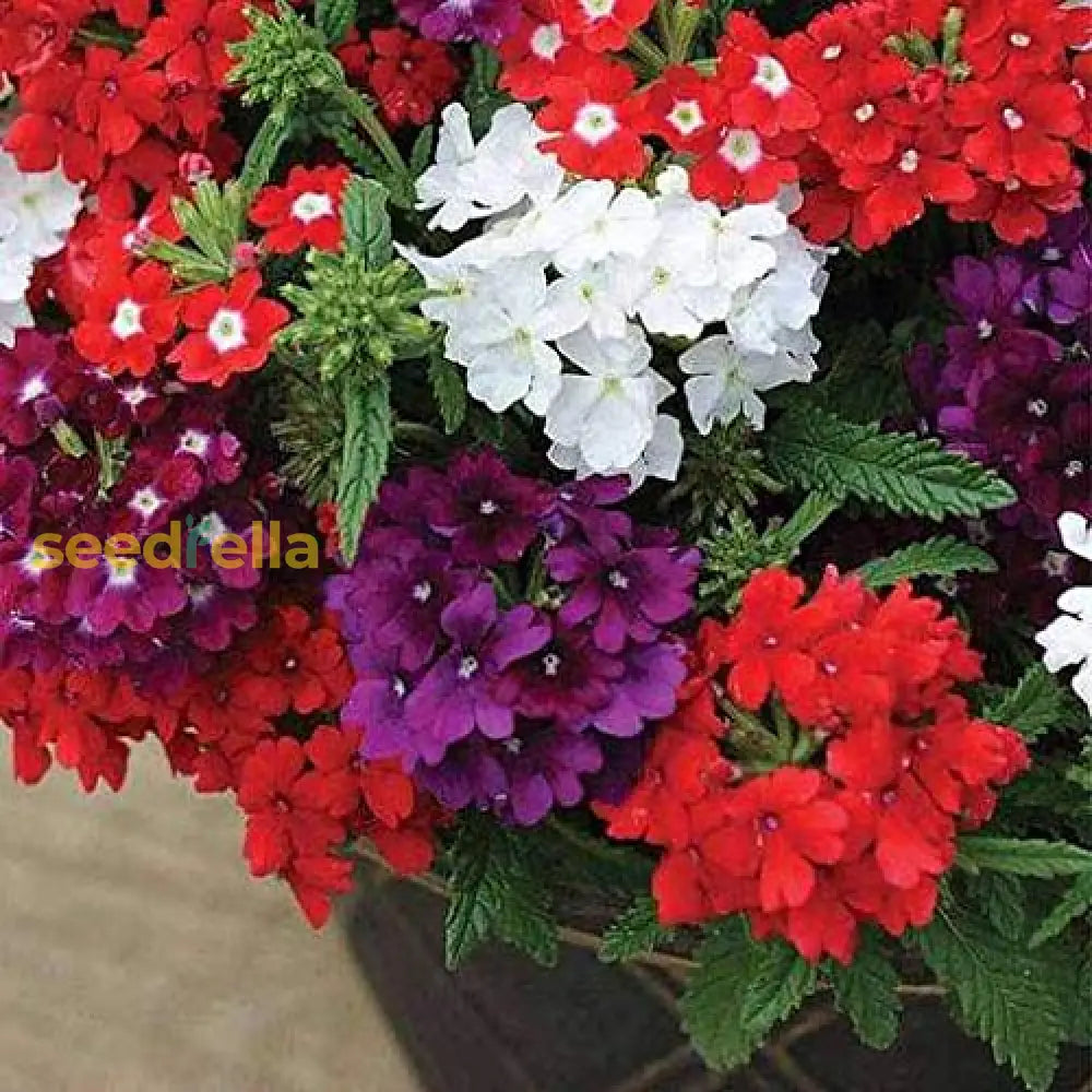 Verbena Dwarf Mix Flower Seeds For Planting Vibrant Annual Blooms