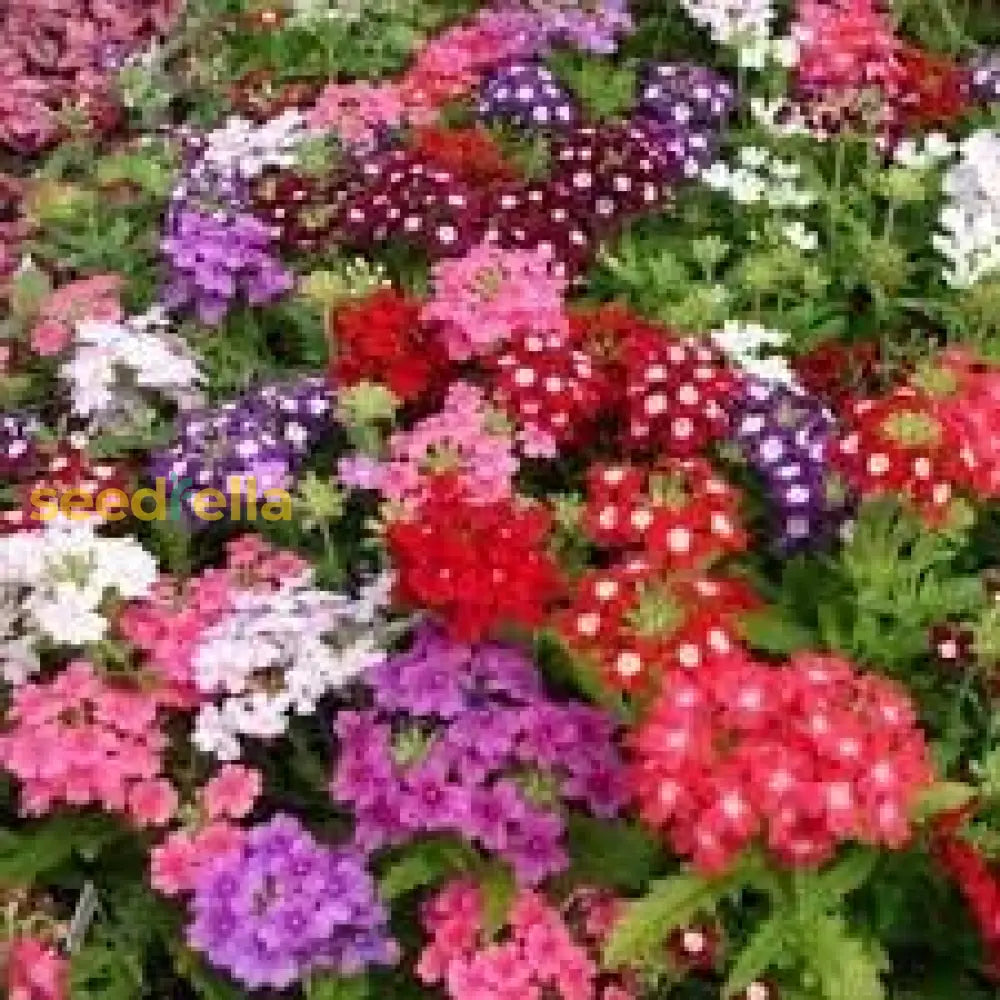 Verbena Dwarf Mix Flower Seeds For Planting Vibrant Annual Blooms
