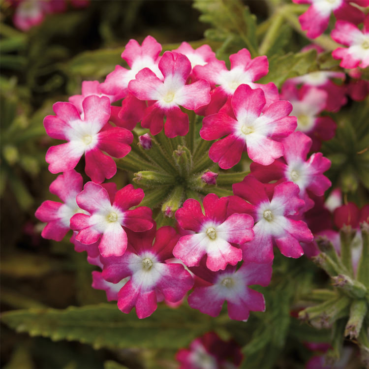 Burgundy Verbena Flower seeds for Planting - Pollinator Friendly, Heirloom & GMO Free Seeds for Home Garden