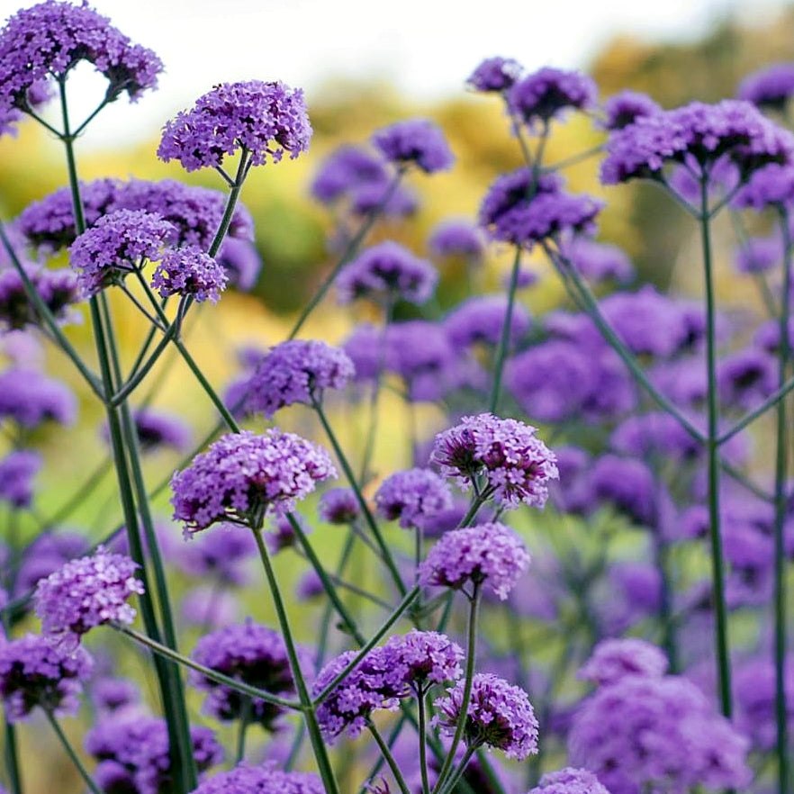 Lavender Vervain Flower seeds for Planting - Perfect for Borders, Heirloom & GMO Free Seeds for Home Garden