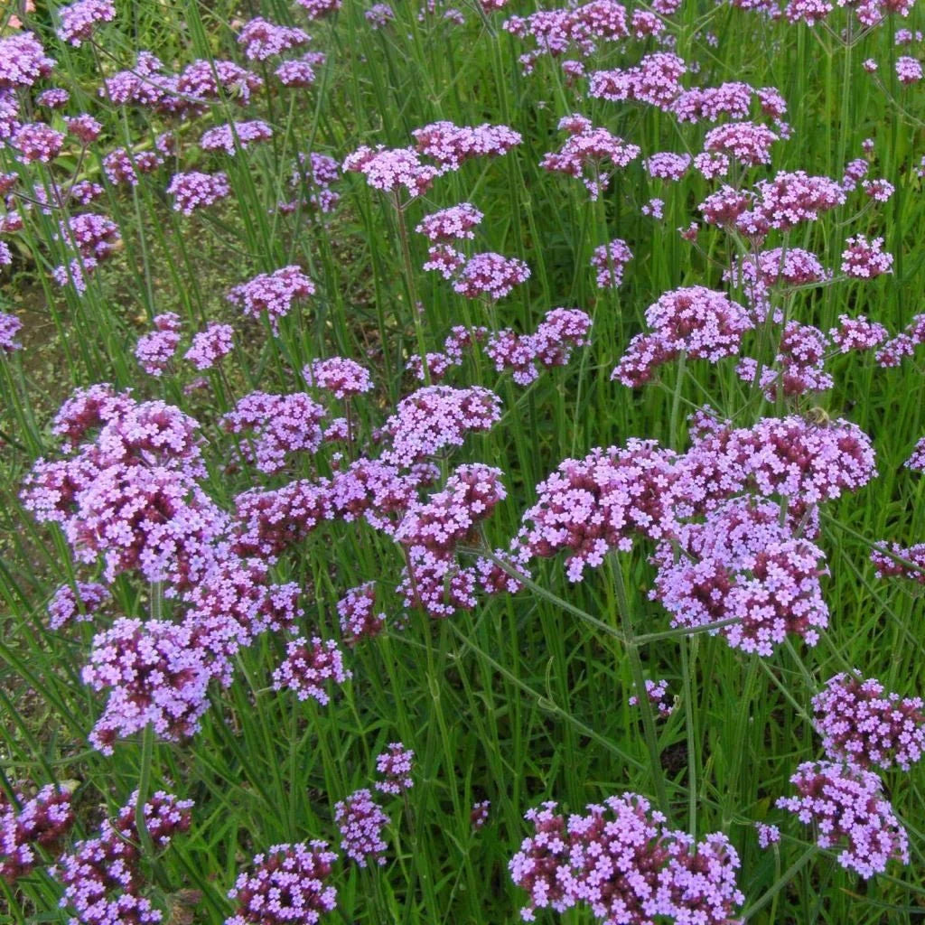 Purple Verbena Bonariensis Flower seeds for Planting - Seasonal Bloomer, Heirloom & GMO Free Seeds for Home Garden