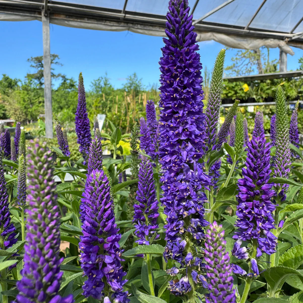Veronica Flower seeds for Planting Pollinator Friendly Heirloom & GMO Free Seeds for Home Garden
Sale