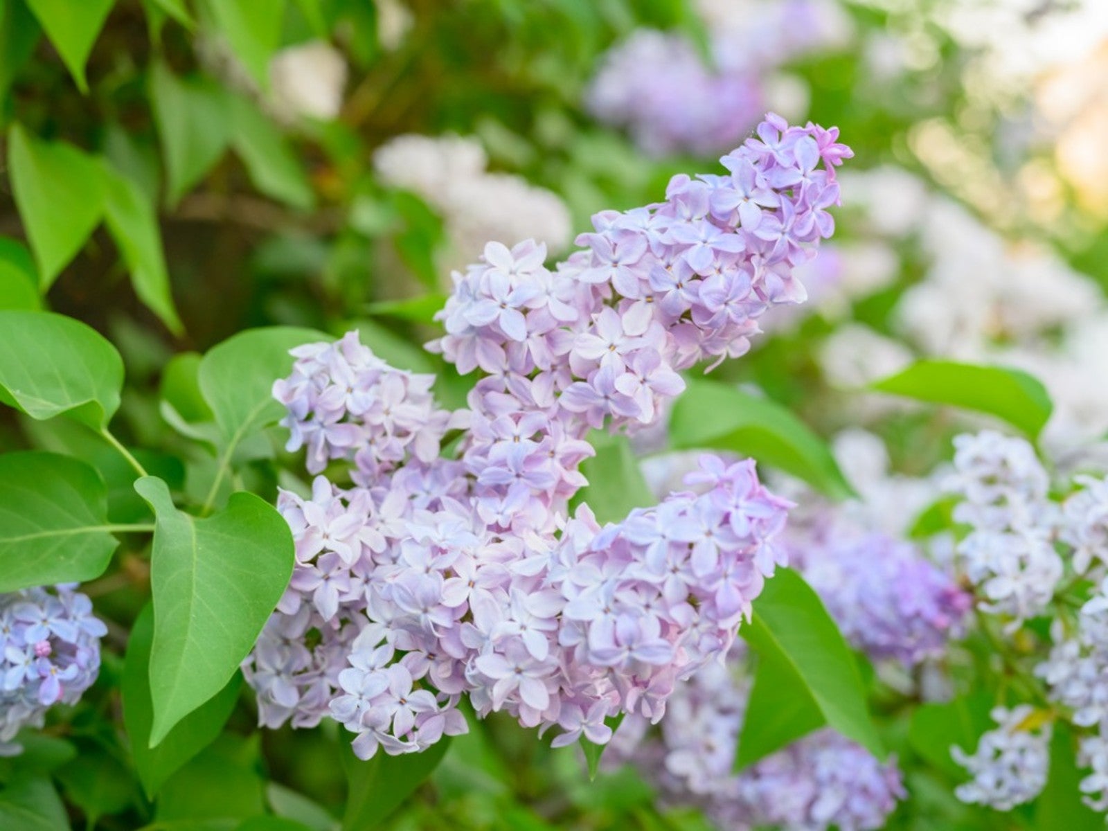 Lilac Purple Flower Planting Seeds - Perennial Garden Blooms - Evergrowseeds