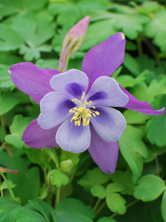 Vibrant Light Blue & Pink Aquilegia Plants in Full Bloom