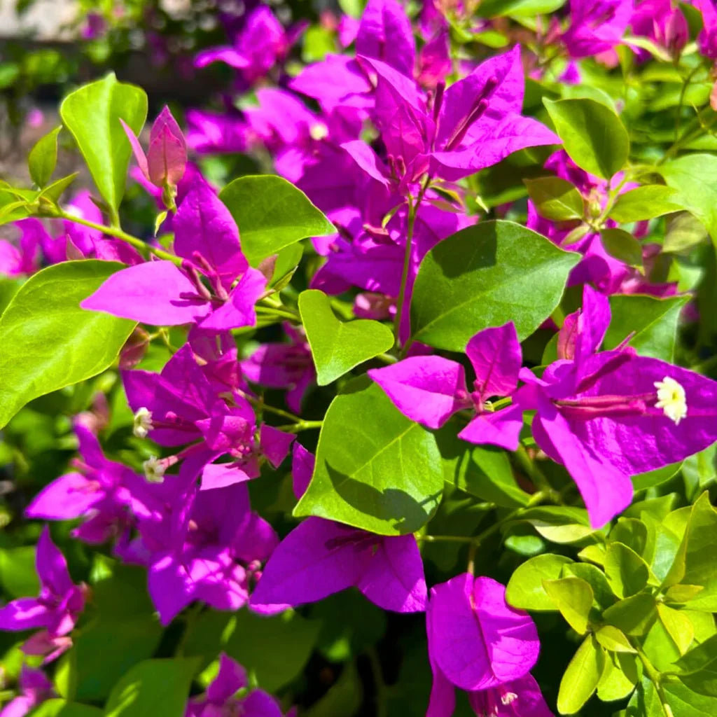 Colorful Bougainvillea blooms from quality seeds