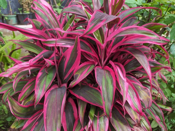Cordyline Flower seeds for Planting - Easy to Grow, Heirloom & GMO Free Seeds for Home Garden