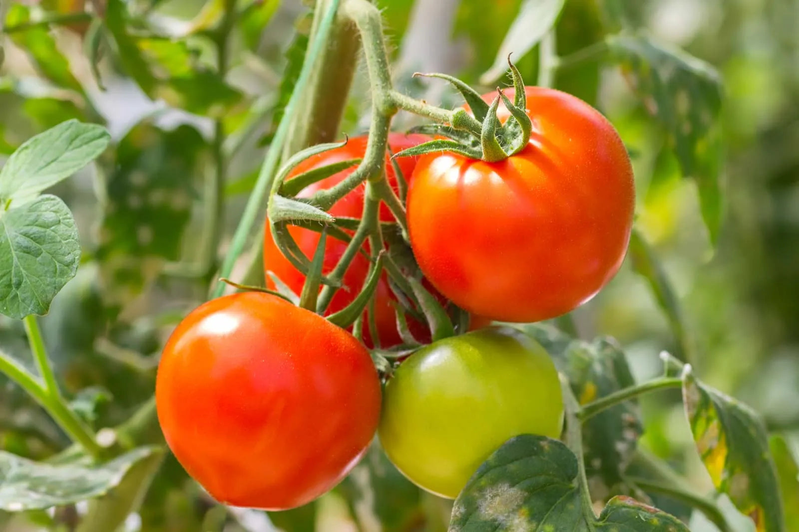 Colorful, juicy tomatoes harvested from mixed seeds