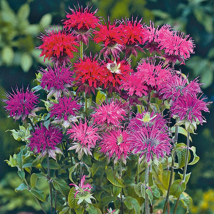 Vibrant Multicolor Flower Seeds – Premium Non-GMO Garden Mix