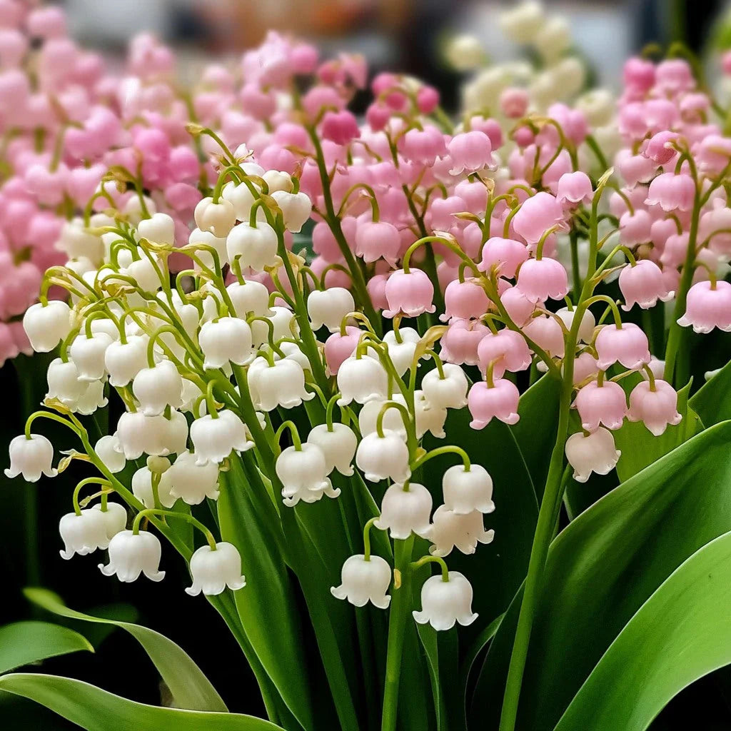 Mixed Bell Orchid Flower seeds blooming in flower beds, containers, borders, and pollinator-friendly gardens