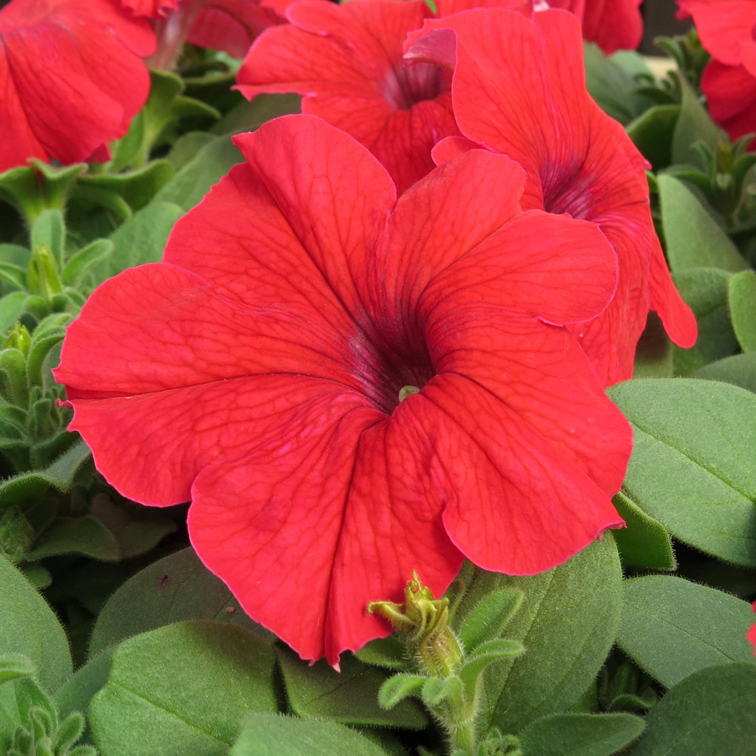Bright red petunias blooming in outdoor garden beds