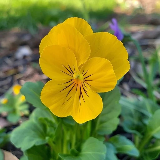 Yellow Viola Flower seeds for Planting - Perfect for Borders, Heirloom & GMO Free Seeds for Home Garden