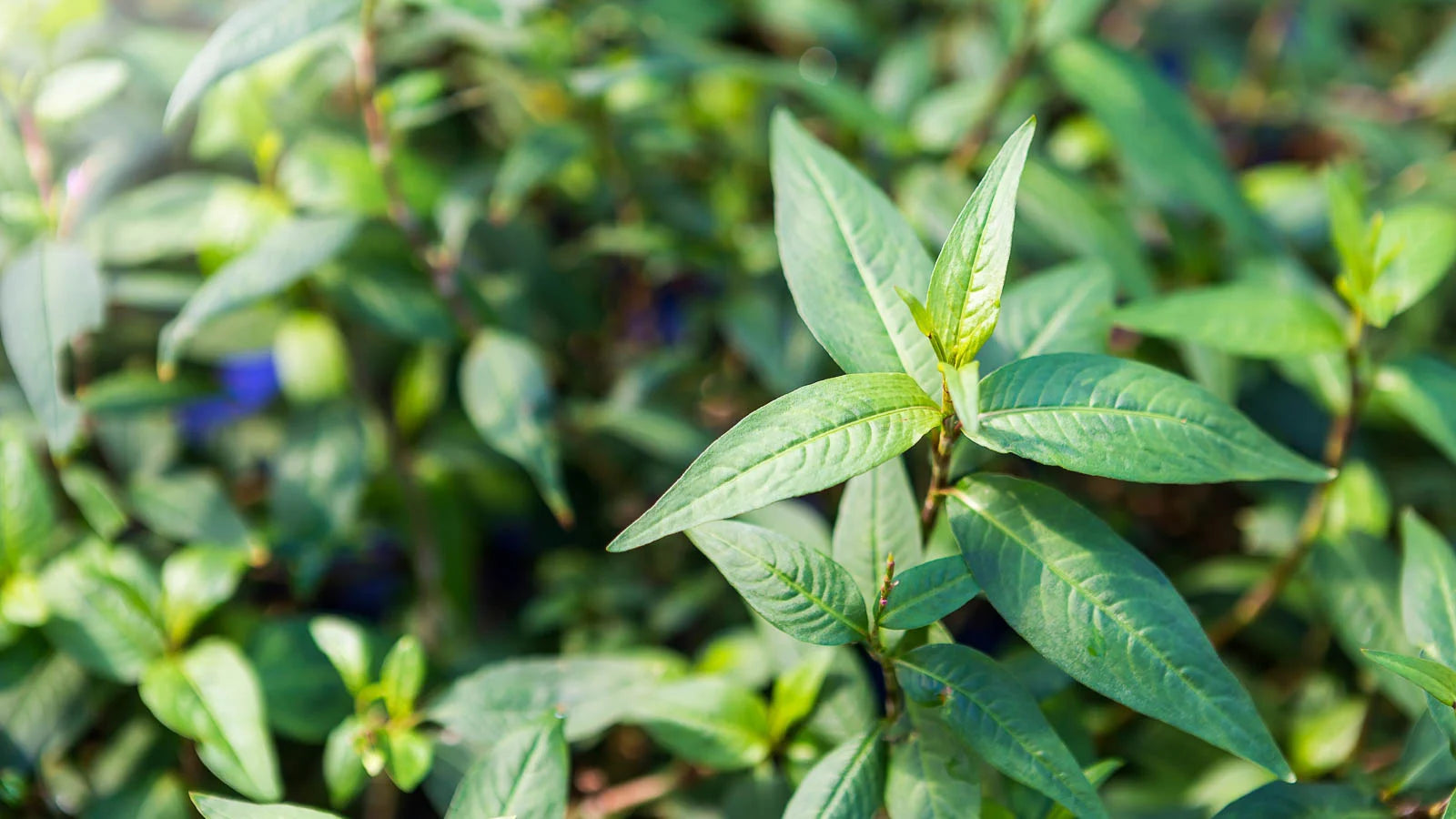 Vietnamese Coriander Plant: Aromatic Culinary Herb for Thriving Gardens and Flavorful Dishes