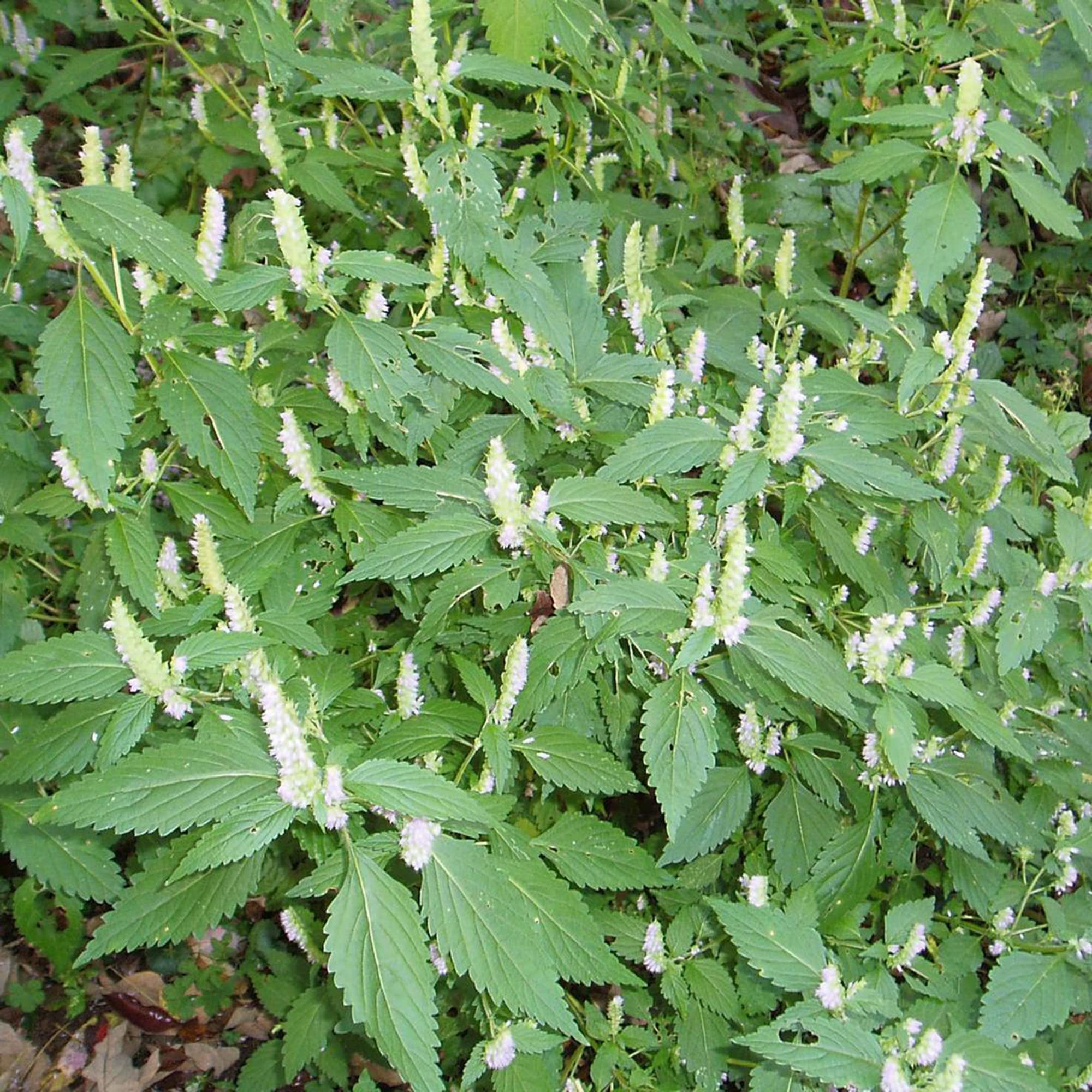 Vietnamese Mint moisture-loving ornamental herb