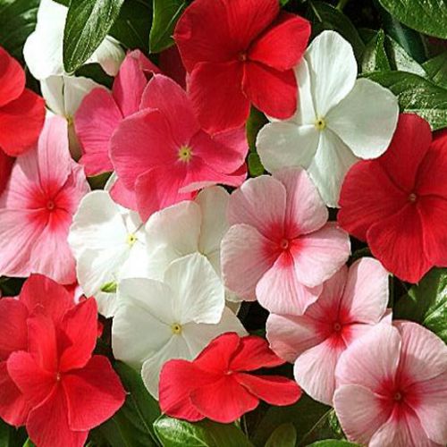 Mixed Madagascar Flower seeds for Planting - Pollinator Friendly, Heirloom & GMO Free Seeds for Home Garden