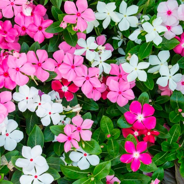Catharanthus Flower seeds for Planting Garden Favorite Heirloom & GMO Free Seeds for Home Garden