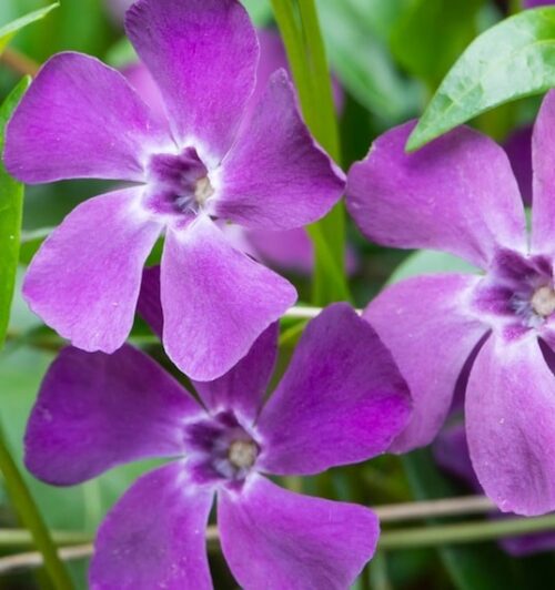 Purple Vinca Periwinkle Flower seeds for Planting - Premium Quality, Heirloom & GMO Free Seeds for Home Garden