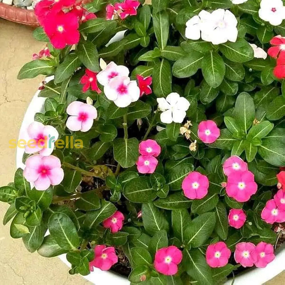 Vinca Mix Seeds For Planting Colorful Annual Blooms Your Garden Flower