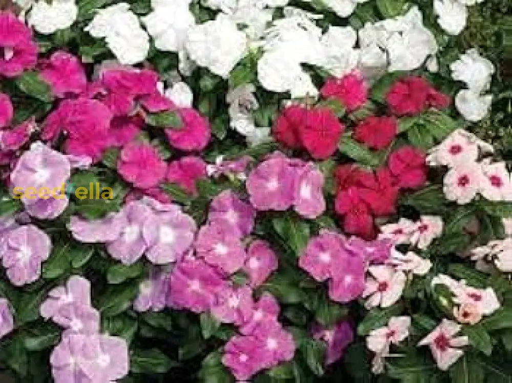 Vinca Mix Seeds For Planting Colorful Annual Blooms Your Garden Flower
