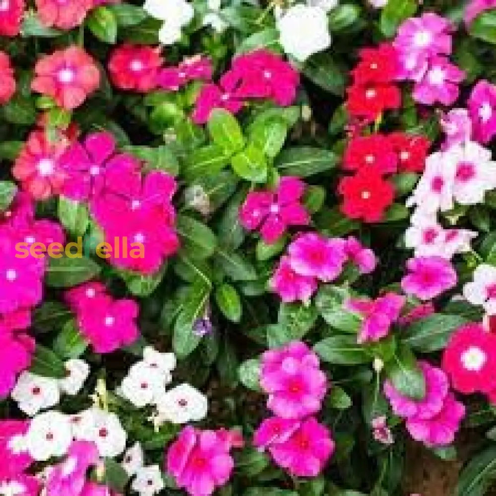 Vinca Mix Seeds For Planting Colorful Annual Blooms Your Garden Flower