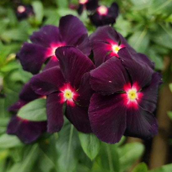 Periwinkle Flower seeds for Planting - Cut Flower Favorite, Heirloom & GMO Free Seeds for Home Garden