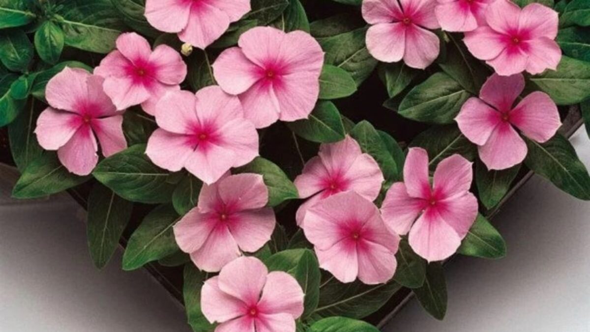 Vinca Sunstorm Rose with Eye Seeds for Bright Pink Flowers