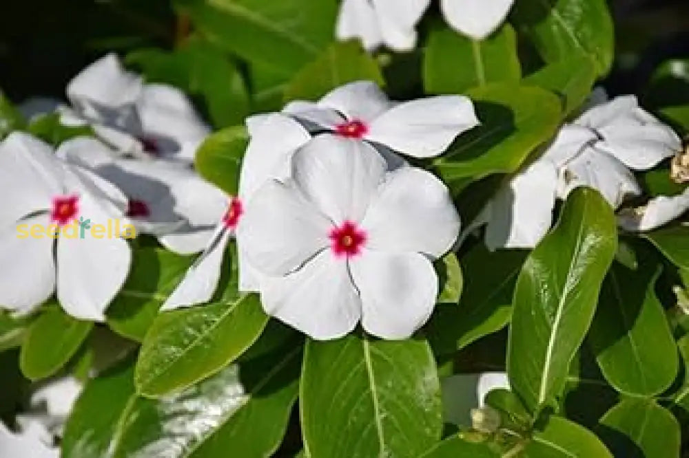 Vinca White Polka Dot Flower Seeds For Planting Unique Annuals Your Garden