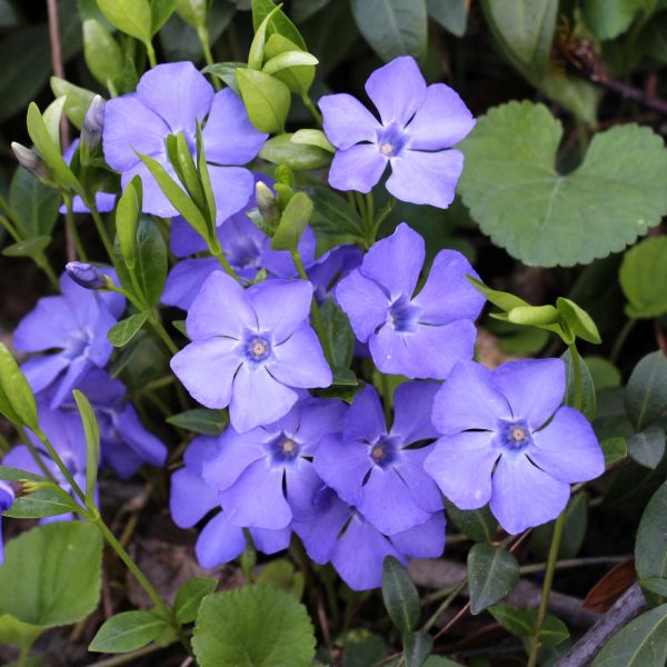 Light Blue Periwinkle Vinca Flower Seeds for Planting Long Bloom Season Heirloom & GMO Free Seeds for Home Garden
Sale